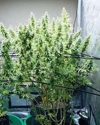 Kona Gold X Lebanese