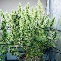 Kona Gold X Lebanese