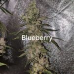 Blueberry Mother Plant