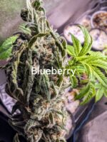Blueberry