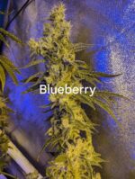 Blueberry Sauce