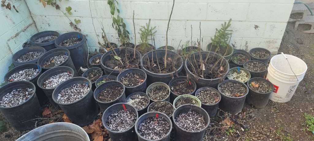 Food Forest Plants Planting Your Food-Forest Inexpensively