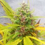 Afghani Auto