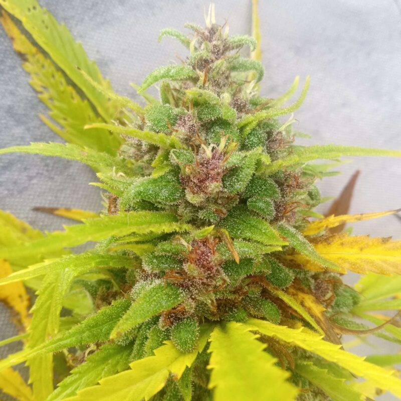 Afghani Auto