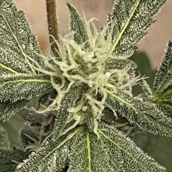 Lucifer's Hammer Regular Cannabis Seeds