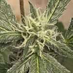 Lucifer's Hammer Regular Cannabis Seeds