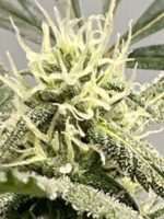 Lucifer's Hammer Auto