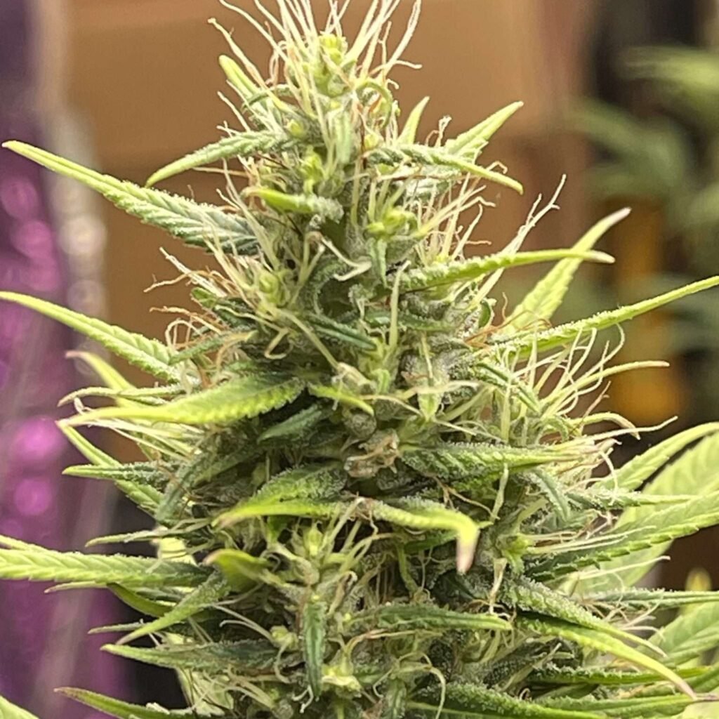 Free Marijuana Seeds
