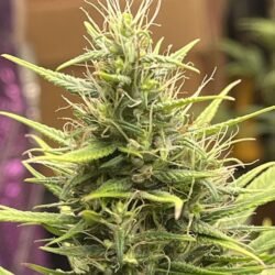 Free Marijuana Seeds