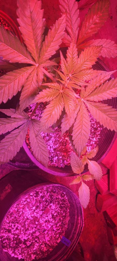 Tahoe OG