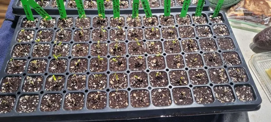 sprouting cannabis seeds