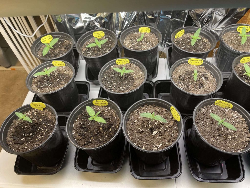 Young Cannabis Plants