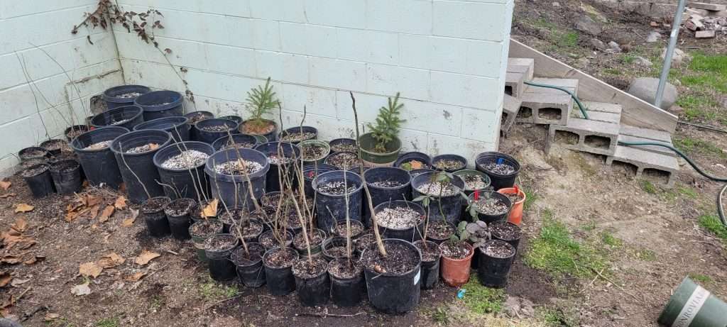 Spring Projects at My Off-Grid Property/FoodForest