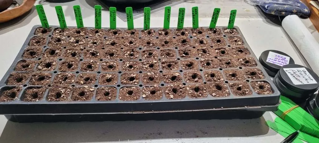 Germinating cannabis seeds in soil