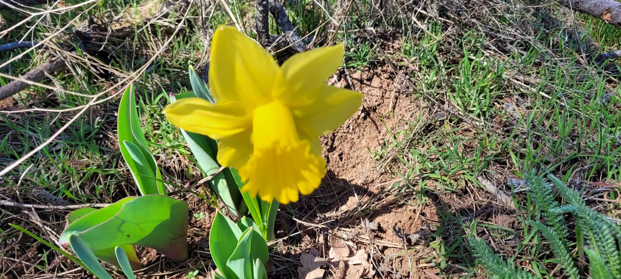 Spring Has Sprung! Things Begin to Grow