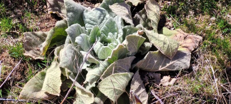 Overwintered Mullein