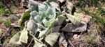 Overwintered Mullein