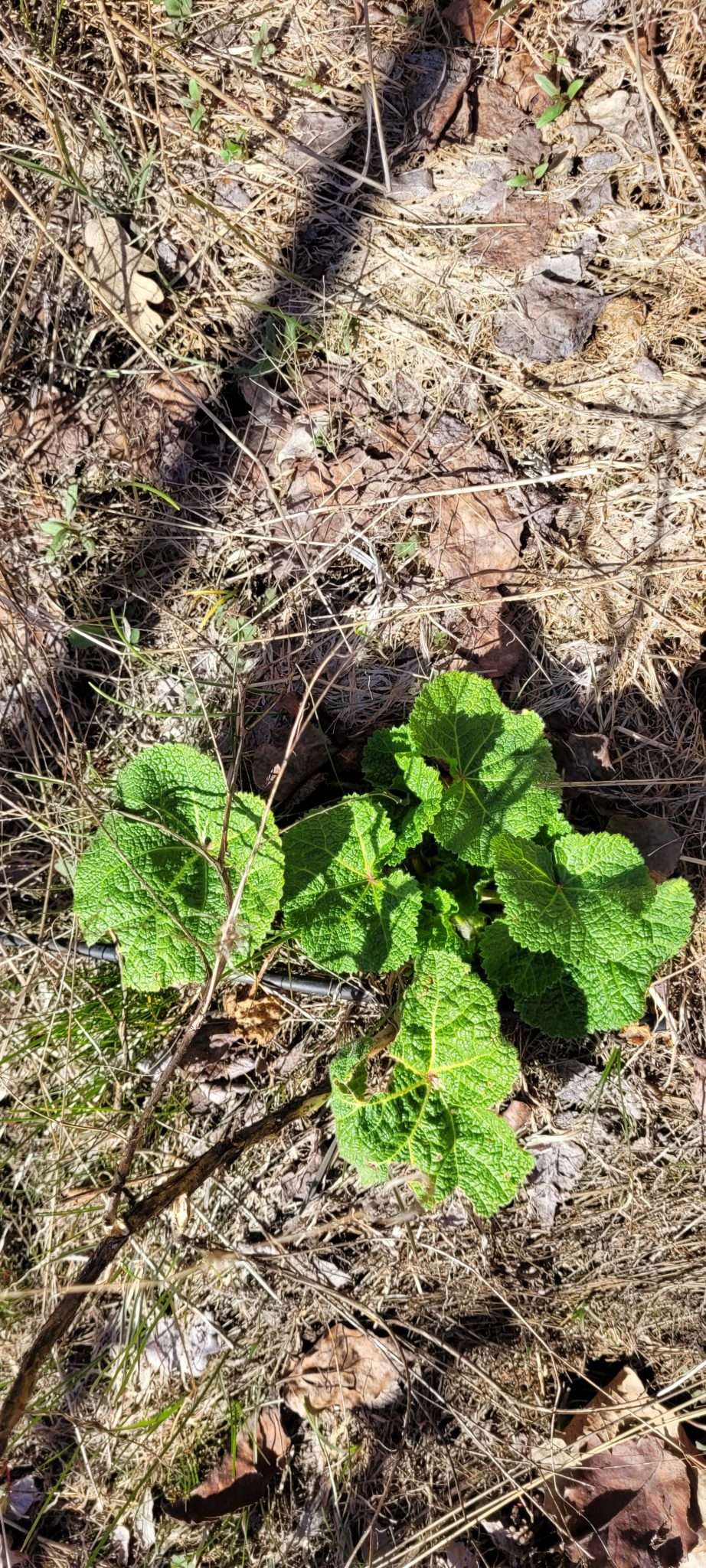 Spring Has Sprung! Things Begin to Grow