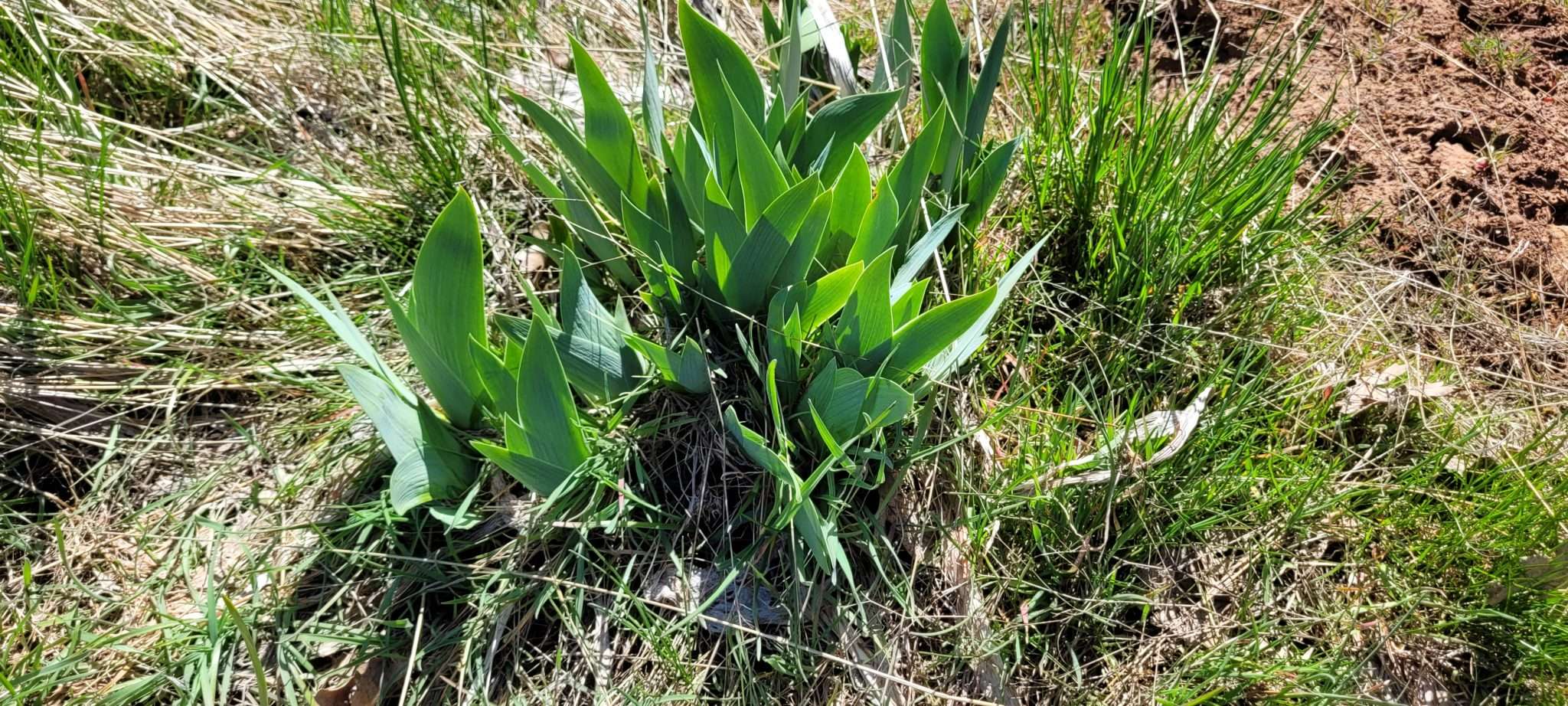 Spring Has Sprung! Things Begin to Grow