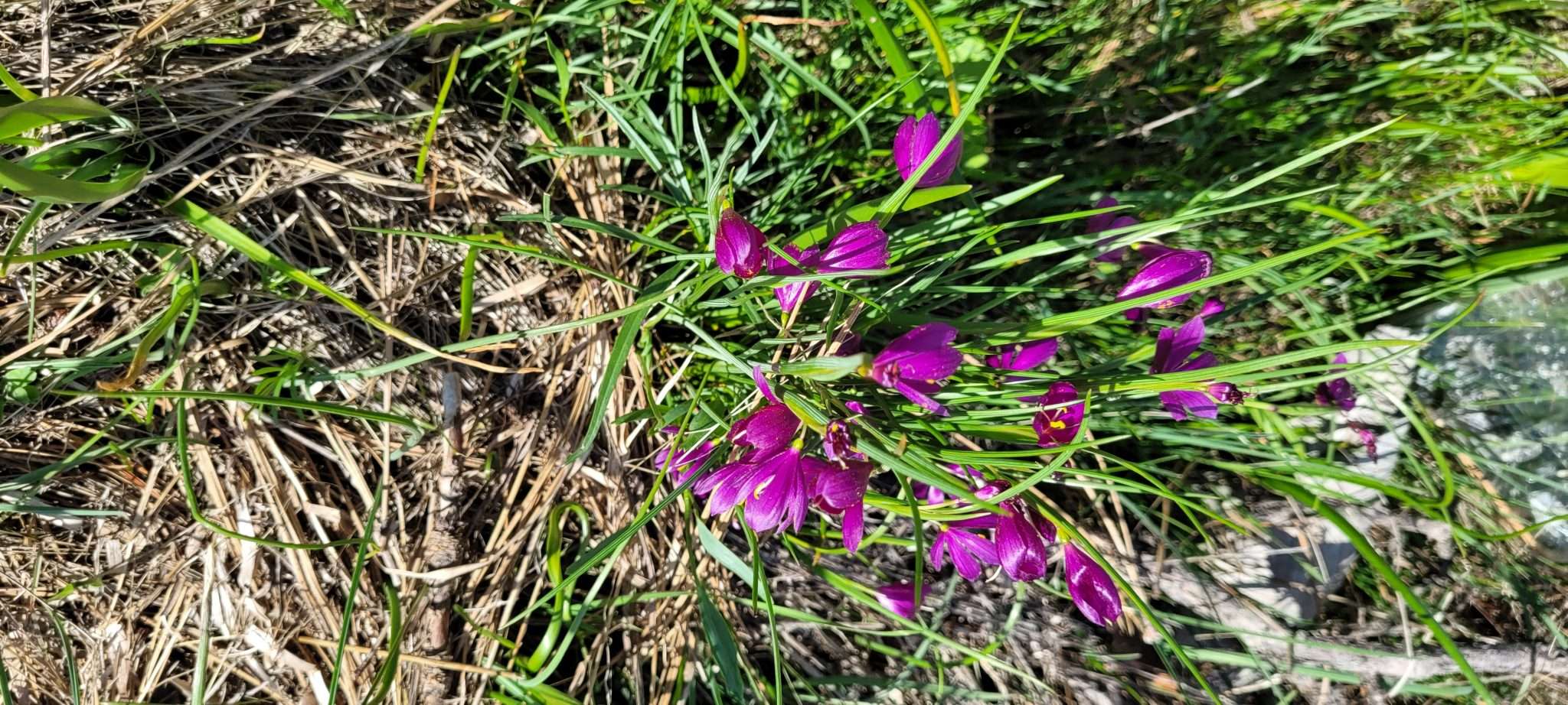 Spring Has Sprung! Things Begin to Grow