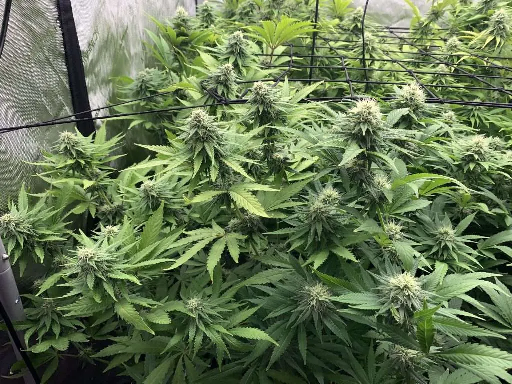 Bazooka Bomb is it the best indoor cannabis seeds?