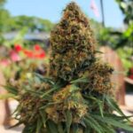 Sour 60 AutoFlower