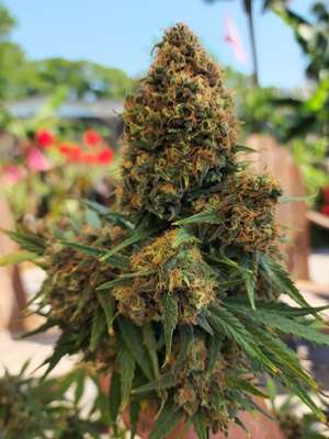 Sour 60 AutoFlower