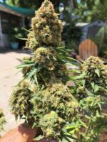 Sour 60 Buds