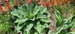 Mullein