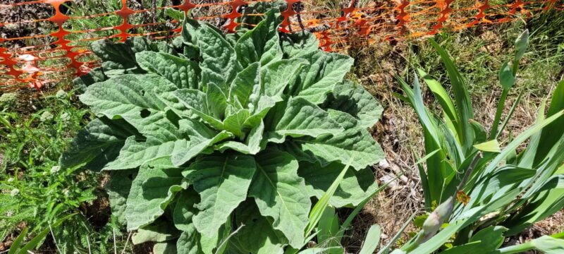 Mullein