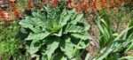 Mullein