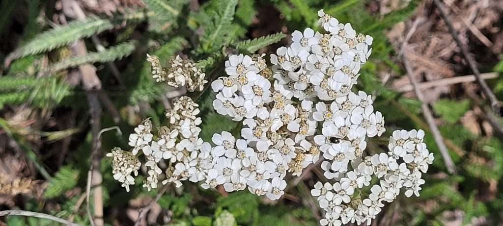 Yarrow