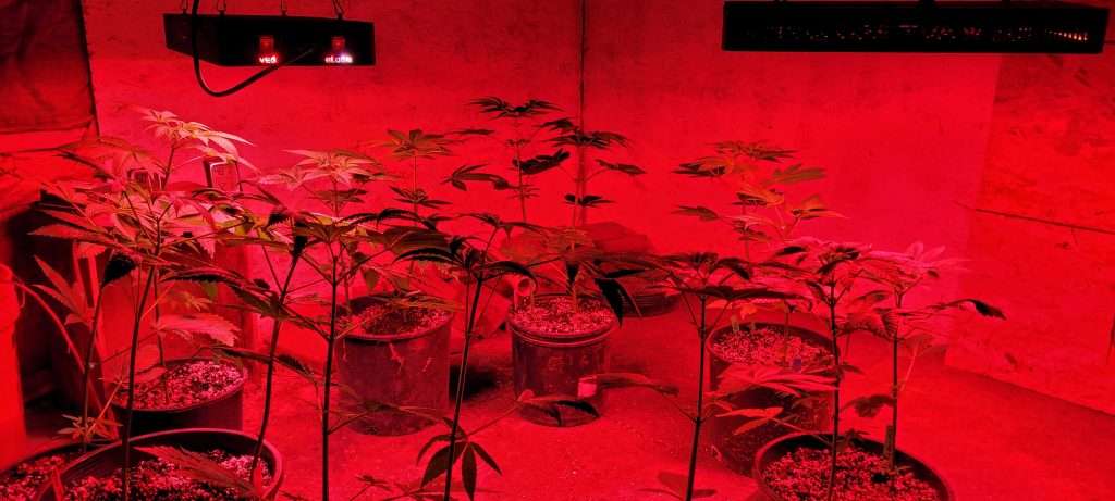 2024 cannabis seed grow