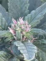 Panama Red Flower