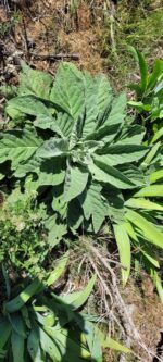 mullein