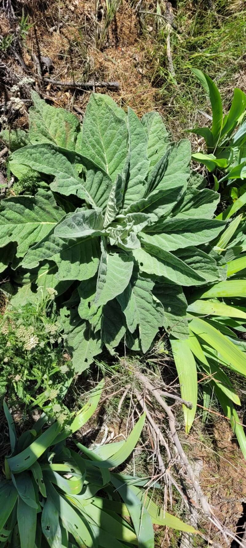 mullein