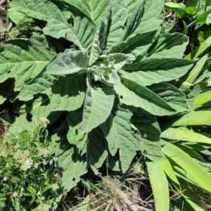 mullein