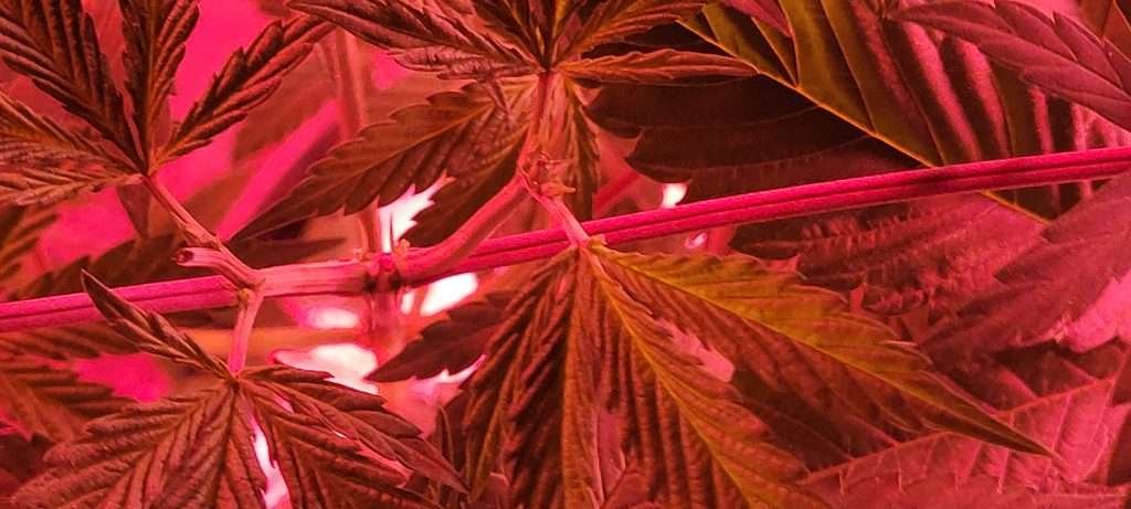 Topping Cannabis Plants