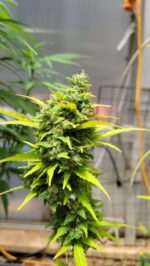Afghani Auto-Flower Regular Cannabis Seeds - Image 5