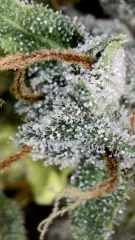 Cannabis for infused honey