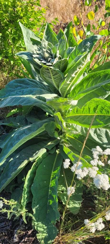 mullein My D'Qar Cannabis Seed Garden