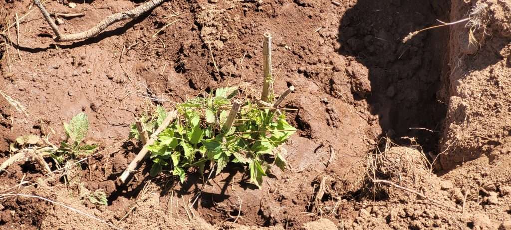 stinging nettle My D'Qar Cannabis Seed Garden
