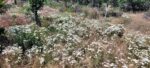 yarrow