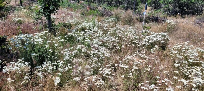 yarrow