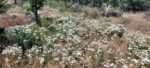 yarrow