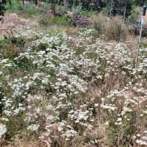yarrow
