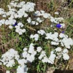 Yarrow
