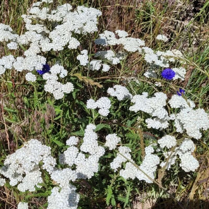 Yarrow