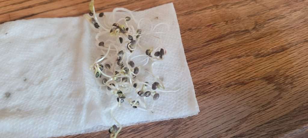Sherbet Hemp Seeds Sprout