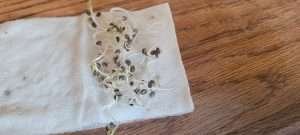 cannabis Seeds Sprout